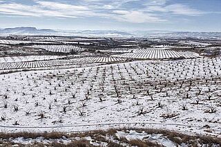 El Escoces Volante Weinfeld bedeckt mit Schnee