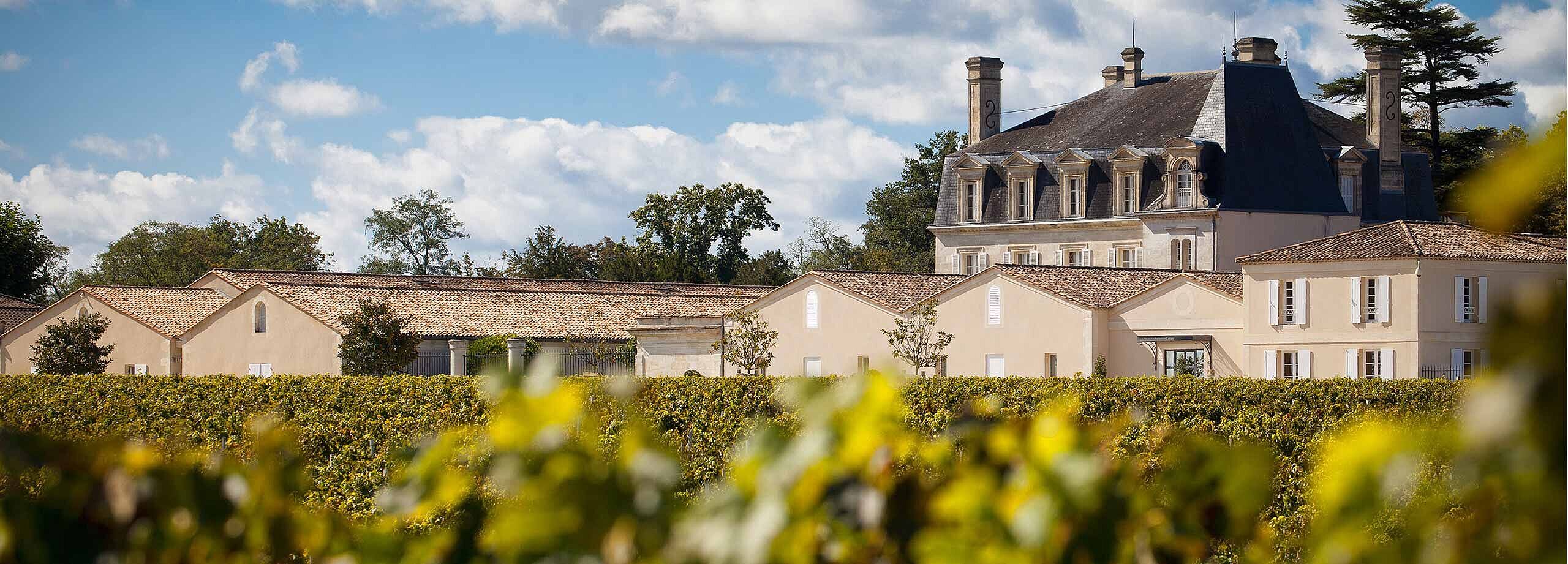 Weinfeld in Bordeaux