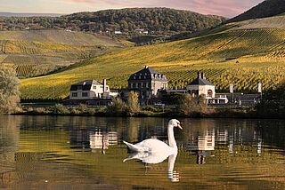 Udsigt over vingården Dr. Loosen Udsigt over vingården Dr. Loosen