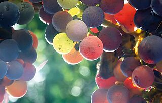 Merlot Traube, Detailaufnahme