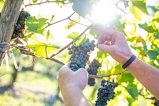 Lese bei Clemens Strobl