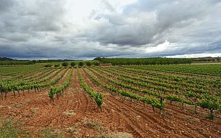 Weinfeld Bodegas Colas Viticultores