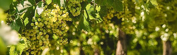 Weiße Trauben im weinberg