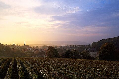 Die Weinberge von Perrier Jouet
