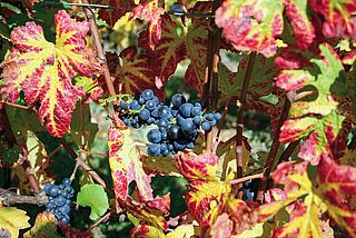 Pinot Noir-druer på vinstokken