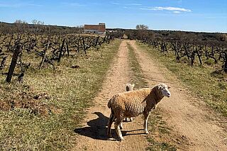 Weinfeld und Schafe des Weinguts Rumo Vinhos Weinfeld und Schafe des Weinguts Rumo Vinhos