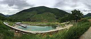 Blick auf österreichischen Weinberg
