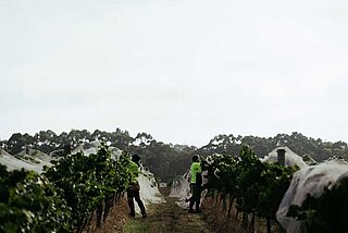 Læs på Vasse Felix