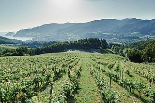 Von den Weinfeldern kann man bis hinunter aufs Meer sehen