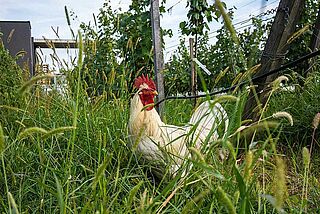 Hahn zischen den Reben vom Weingut Loimer Hahn zischen den Reben vom Weingut Loimer
