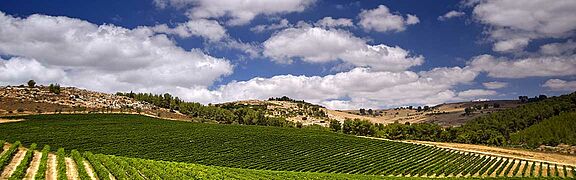 Weinfeld, Weingut in Israel