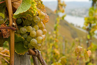 Domæne Serrig - Markus Molitor