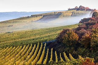 Weinfeld, Weinberge, Nebel