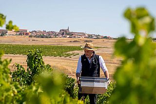 Mann mit Hut bei der Weinlese auf dem Weinfeld Ossian Mann mit Hut bei der Weinlese auf dem Weinfeld Ossian