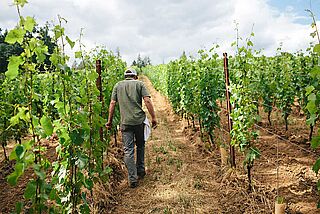 Weinberg von Beaux Freres