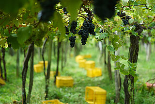 Bodegas Artadi – Txakoli