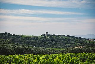 Blick auf Weinfelder, im Hintergrund ist eine Burg auf einem Berg