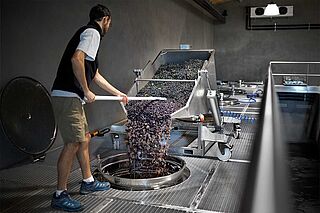 Arbeit im Weinkeller bei Domaine Santa Duc