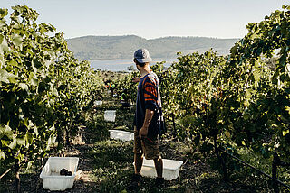 Der Winzer im Weinberg