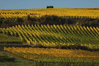 Klaus Peter Kellers vingård Klaus Peter Kellers vingård