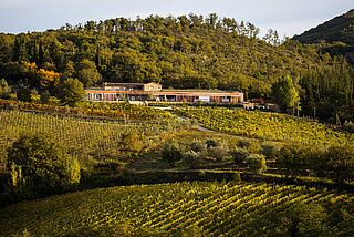 Weinberge, Weinfelder, Weingut Riecine