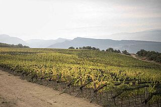 Weinfeld und Weinberge Castell d’Encus