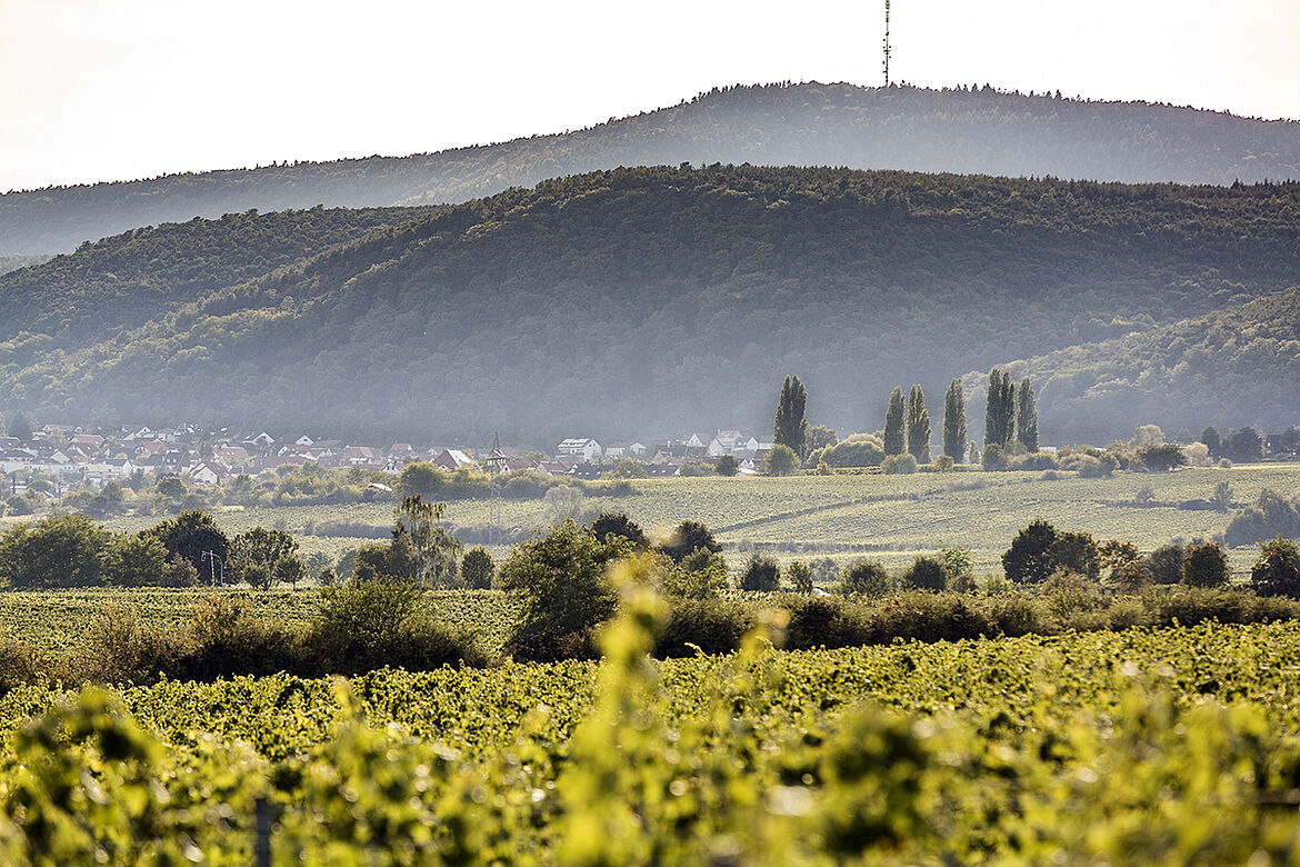 Christmann Reben in der Pfalz