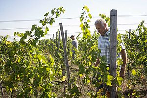 Naturwein