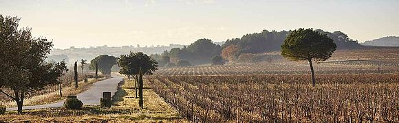 Chateauneuf du Pape