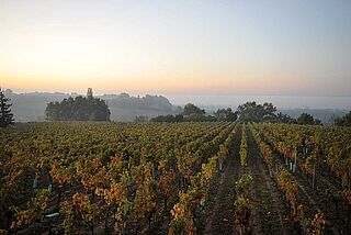 Weinberg in Fronsac Weinberg in Fronsac