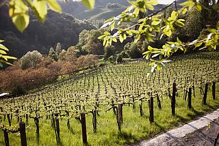Weinberg vom Weingut Werlitsch Weinberg vom Weingut Werlitsch