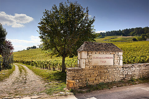 Weinfeld und Anwesen der Domaine des Lambrays