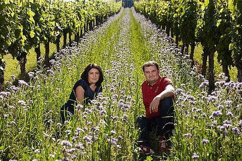 Weingut, Weinfeld Krutzler