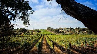 Vingård, Luis Duarte vingård