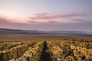 Weinberg bei Sonnenuntergang