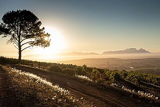 Taaibosch vinlandskab ved solnedgang