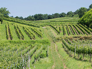 Gras im Ofen, Dr. Heger Gras im Ofen, Dr. Heger