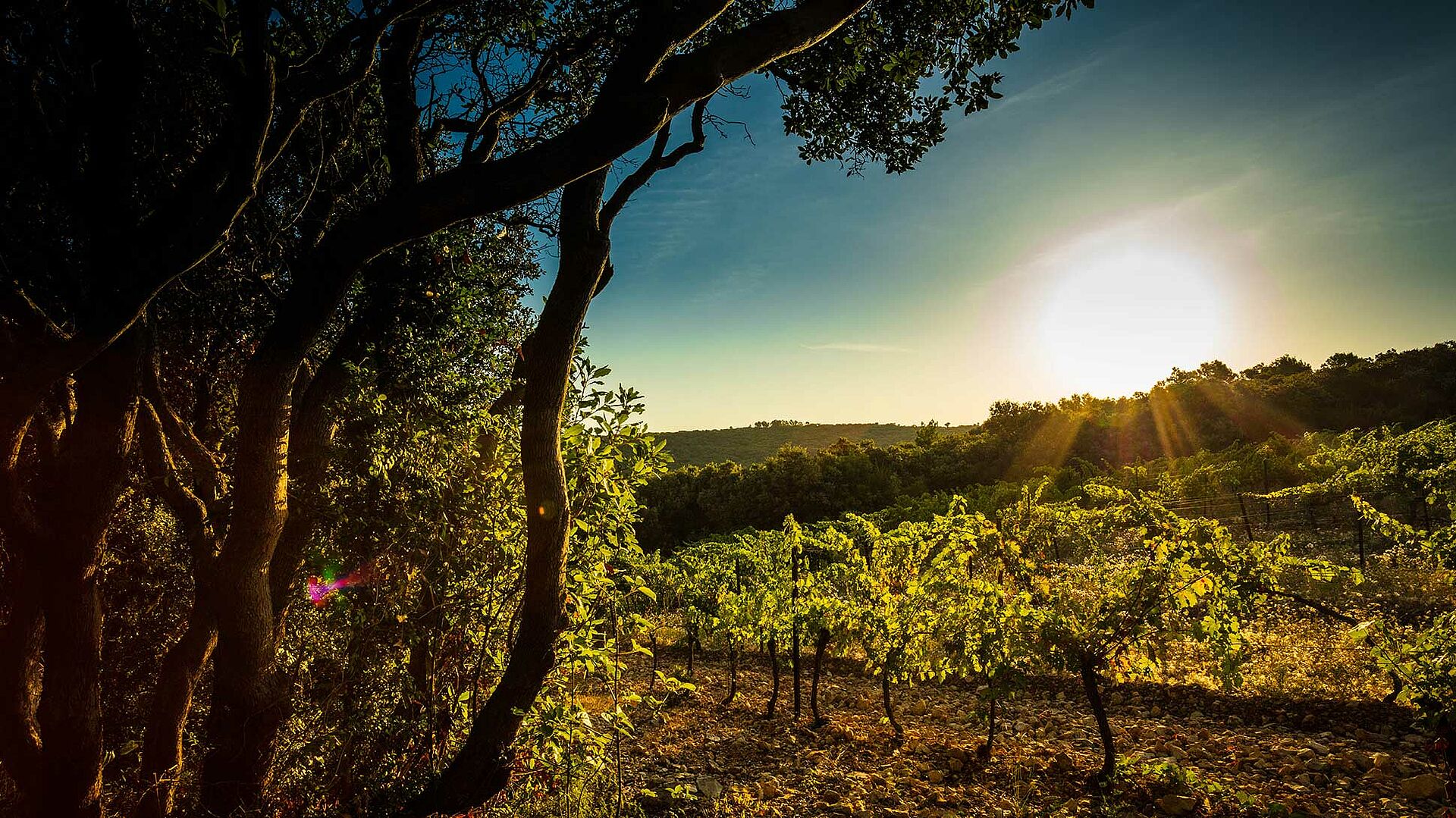 AOC Languedoc
