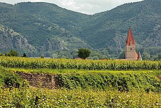 Prager Weinberg Weinberge vom Weingut Prager mit Kirche