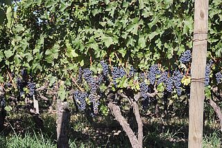 Rote Reben im Weinberg von Vina Nahuel