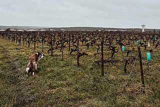 Weingut La Grange Tiphaine
