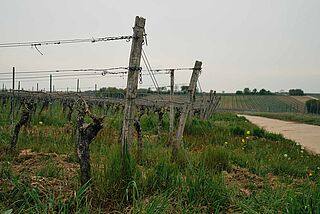 Blick auf die Rebzeilen im Weinfeld