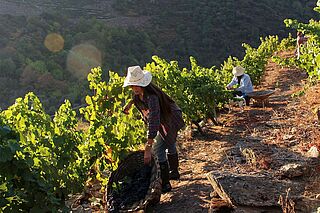 In den Weinbergen von Ribeira Sacra