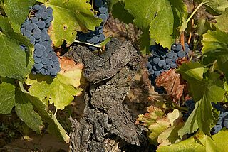 Garnacha vinstokke Garnacha vinstokke