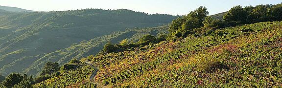 Ribeira Sacra Weinfeld