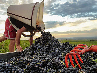 Ernte bei Domaine Anita