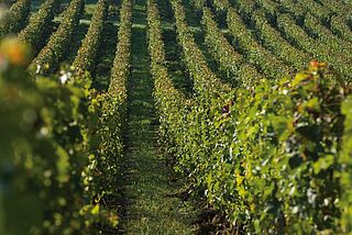 Weinfeld von Canon la Gaffeliere Canon la Gaffeliere wein