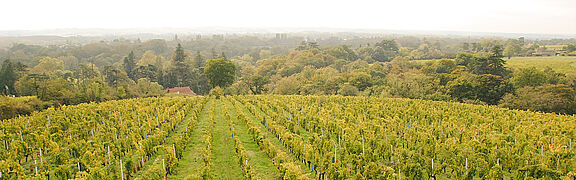 Vinregionen Savennieres