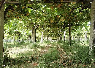 Im Weinberg von Rodrigo Mendez unter dichten Rebhängen