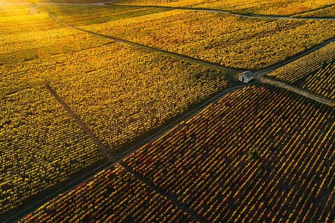 Weinberge in Cote d'Or